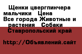 Щенки цвергпинчера мальчики › Цена ­ 25 000 - Все города Животные и растения » Собаки   . Ставропольский край